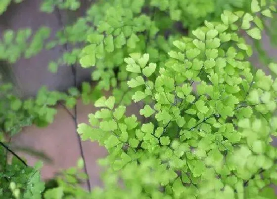 植物百科|铁线蕨属于什么植物类型