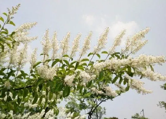 植物百科|腊树又叫什么树