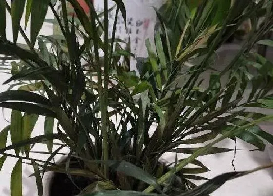 植物寓意|富贵椰子的寓意与风水象征 风水摆放禁忌