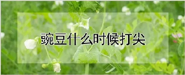 豌豆什么时候打尖 | 耕种资料