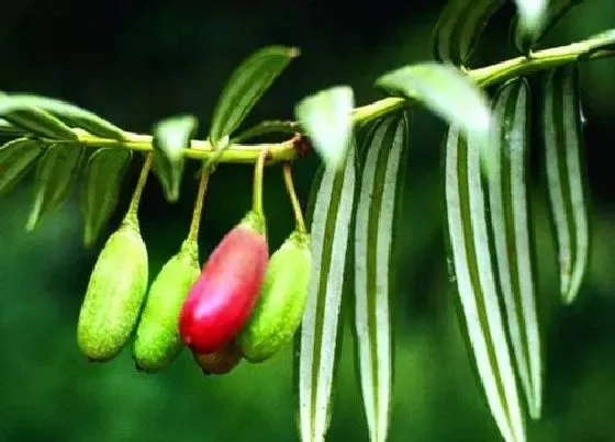 绿植|北方露台适合种什么植物 适合露台栽种的花卉植物