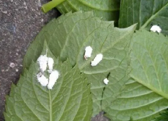 植物虫害|花叶子长虫子怎么办