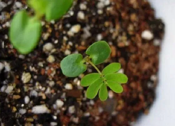 植物毒性|含羞草有毒吗 能在家里养吗
