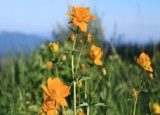 植物毒性|旱地莲有毒吗 可以放在室内养吗