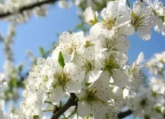 习性特点|樱桃花的样子和特点描写