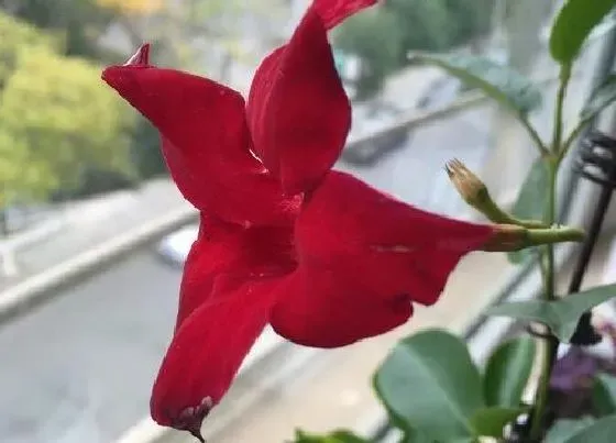 掉叶子|飘香藤叶子一碰就掉