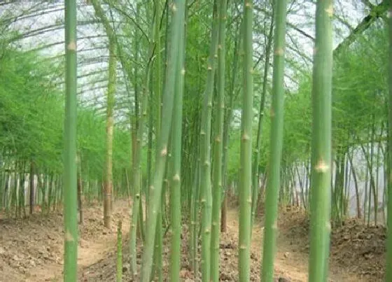 种植管理|芦笋的生长周期是多长时间