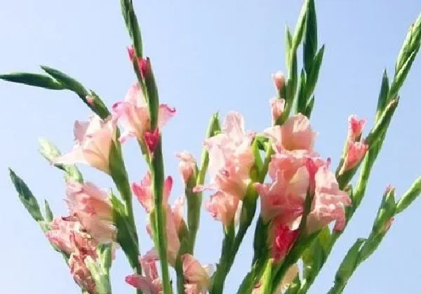 植物浇水|剑兰浇水的正确方法