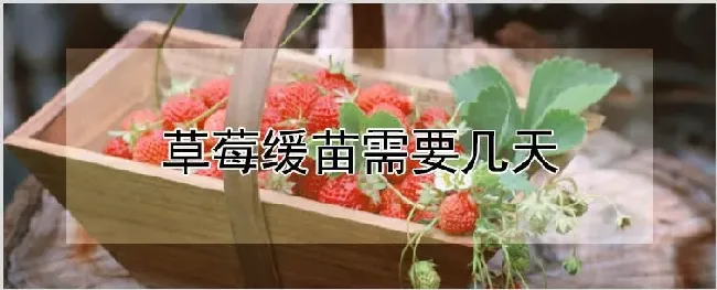 草莓缓苗需要几天 | 农业科普