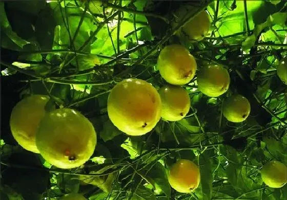 食用常识|百香果是凉性还是热性 会上火吗
