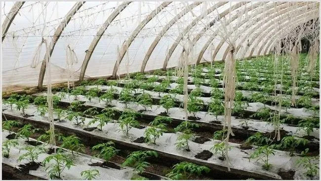 大棚番茄施肥方法 | 养殖技术