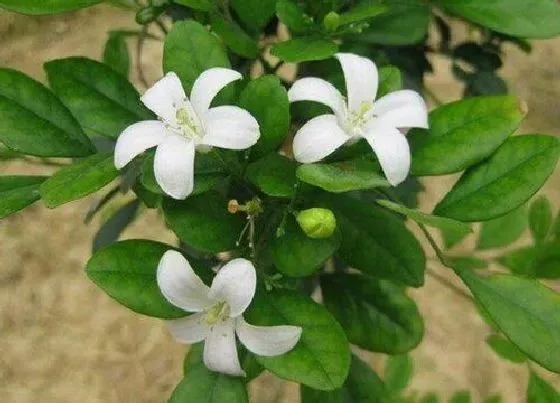 植物百科|达摩九里香开花吗 开花什么样子