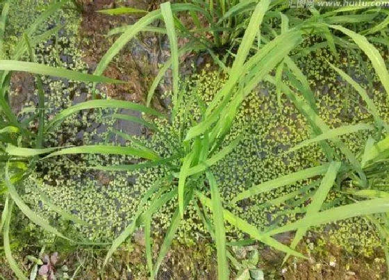 植物修剪|水稻苗徒长怎么办