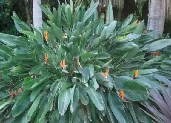 植物百科|鹤望兰开花吗 养多长时间能开花