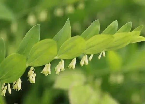 植物毒性|铃兰有毒吗 可以放在室内养吗