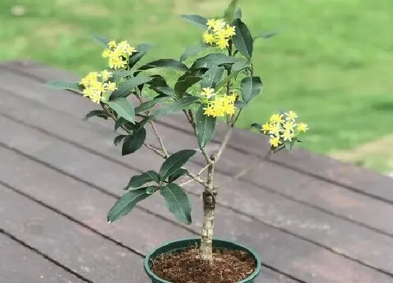 花朵诊疗|桂花树不开花怎么办