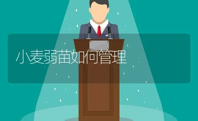 小麦弱苗如何管理 | 粮油作物种植