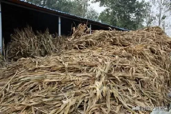 植物施肥|有机肥是什么东西做的，有机肥到底是什么原料做成的）