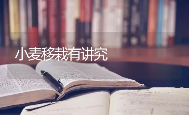 小麦移栽有讲究 | 粮油作物种植