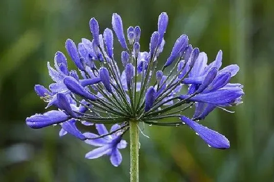 开花时间|百子莲一年开几次花 花期月份与时间