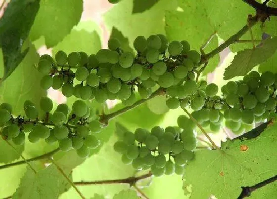 植物产地|伊犁盛产什么水果