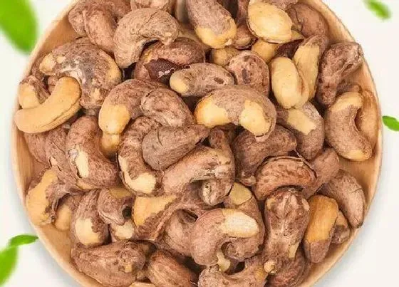 功效常识|腰果害处的功效与作用