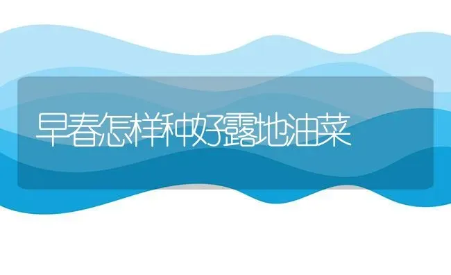 早春怎样种好露地油菜 | 粮油作物种植