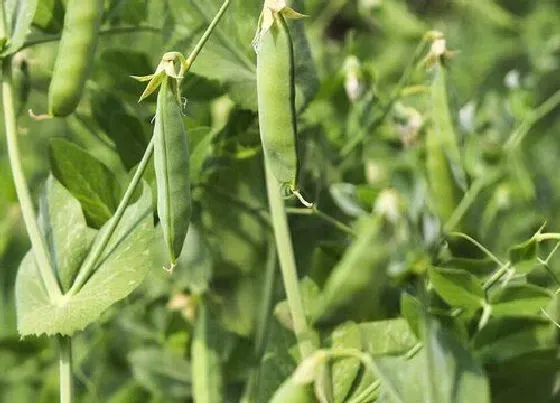 果实成熟|青豆什么时候成熟上市