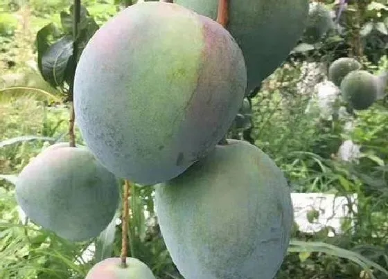 植物种类|芒果是双子叶植物吗