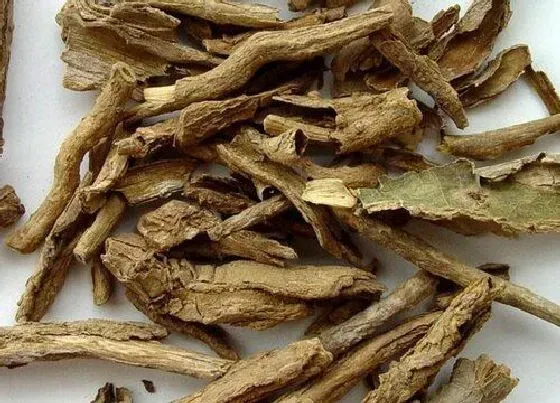 植物百科|地骨皮是什么植物
