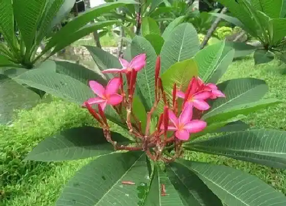开花时间|鸡蛋花多久开花一次
