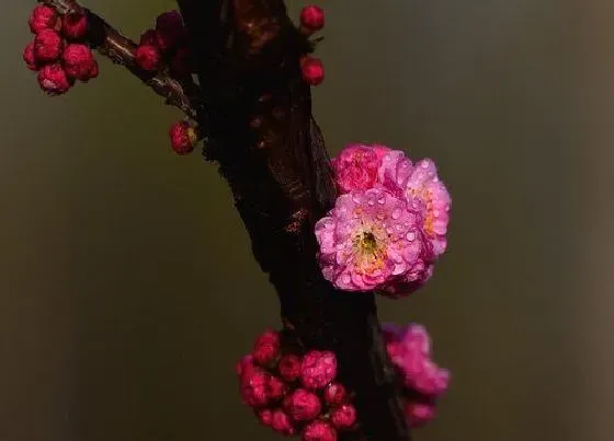 开花时间|干枝梅一年开几次花 花期月份与时间