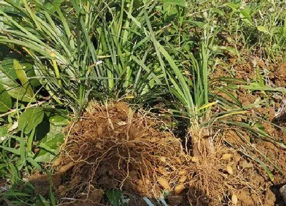 植物百科|丹麦草和麦冬草的区别（丹麦草是不是麦冬草）