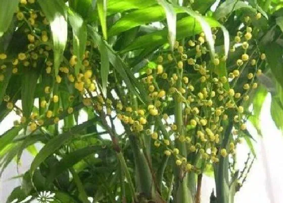 植物寓意|富贵椰子的寓意与风水象征 风水摆放禁忌