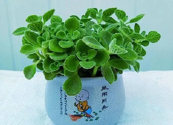 种植方法|碰碰香怎么种植 栽种时间和方法