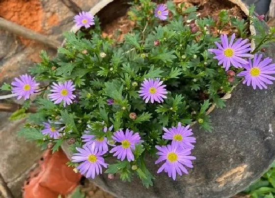 植物百科|姬小菊冬天开花吗