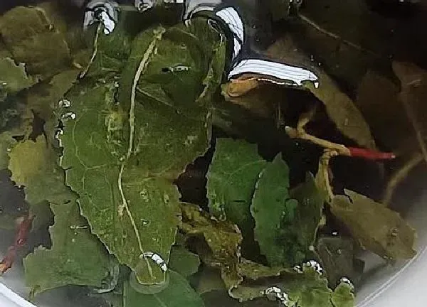 养殖科普|茶叶渣适合养什么花卉植物