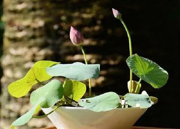 盆景|睡莲盆栽的种植方法和注意事项