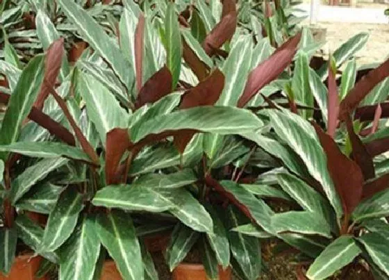 种植土壤|竹芋配土方法与种植土壤