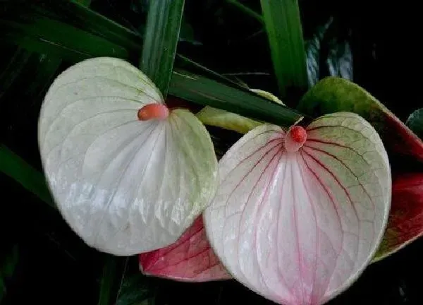 植物浇水|火鹤花怎么浇水方法