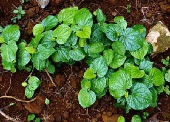 植物百科|噶楼是什么植物