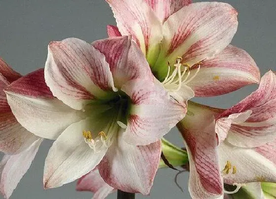 花期|朱顶红花期多久时间