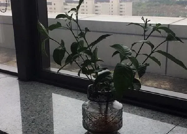 养殖科普|深圳适合养什么花卉植物