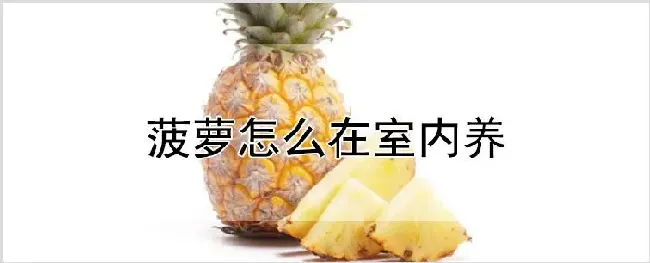 菠萝怎么在室内养 | 种植资料