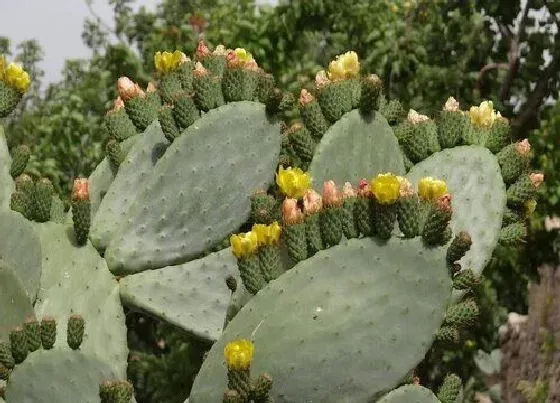 花卉趣闻|仙人掌是花还是草