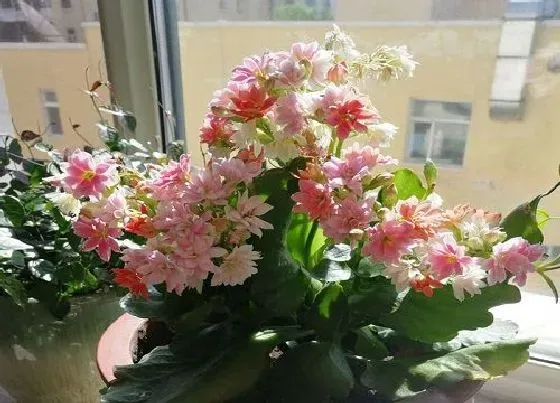 花卉风水|阳台上种什么花风水好
