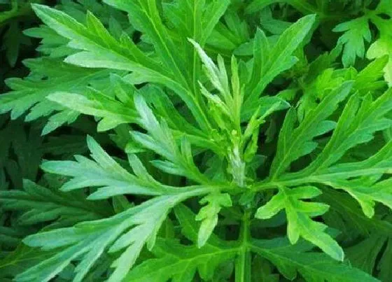 植物产地|湖北艾草哪里最好（艾草之乡：蕲春产的最正宗出名）