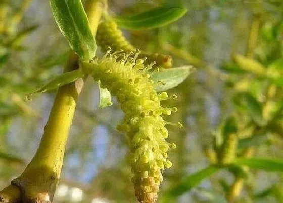 植物百科|柳树有种子吗