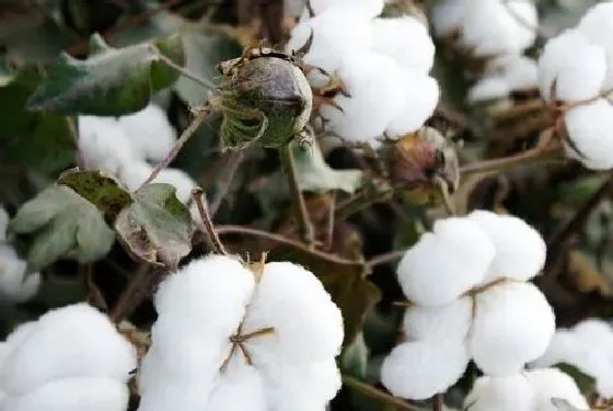 种植管理|棉花打顶时间及方法步骤(图解)