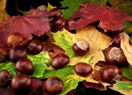 水果科普|煮板栗要多长时间能熟 板栗怎么煮好吃又好剥皮